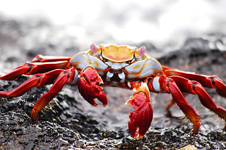shallow focus photography of red and gray crab thumbnail
