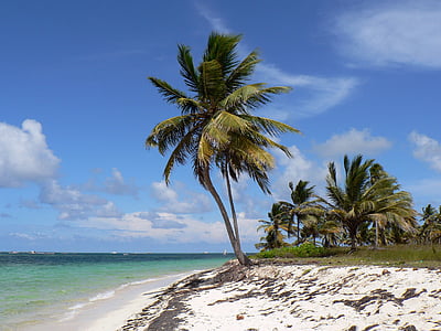 Palm tree next to blue ocean thumbnail