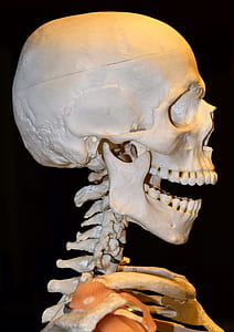 human skeleton thumbnail