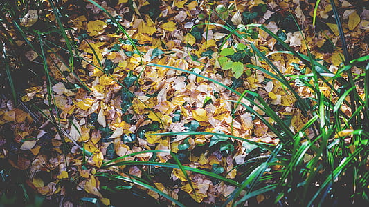 brown and green leaves on ground thumbnail