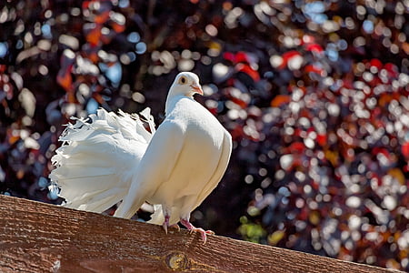 selective focus photography of white pigeon thumbnail