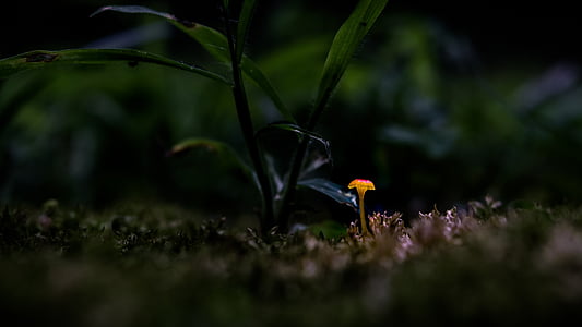 green leafed plant thumbnail
