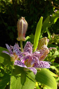 Toad lily is a shade loving perennial plant with orchid-like flowers that come into bloom in late summer-early fall. thumbnail