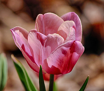 shallow focus photography of pink flower thumbnail