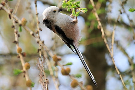 white bird thumbnail