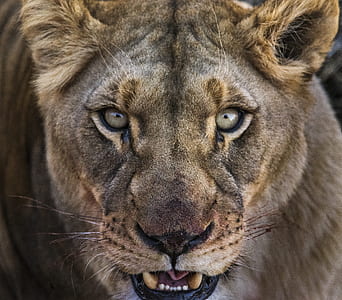close up photo of gray lion thumbnail