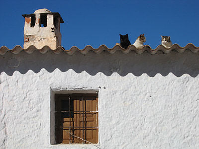 several cats on roof thumbnail