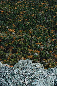 view of forest atop a cliff thumbnail