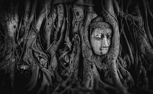 optical illusion of gray tree with face thumbnail
