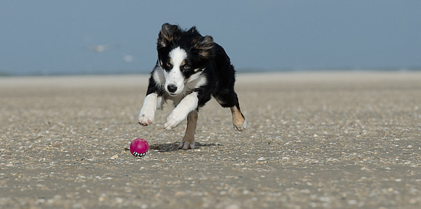 long-coated black and white dog photo during daytime thumbnail
