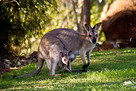 Kangaroos in Australia thumbnail