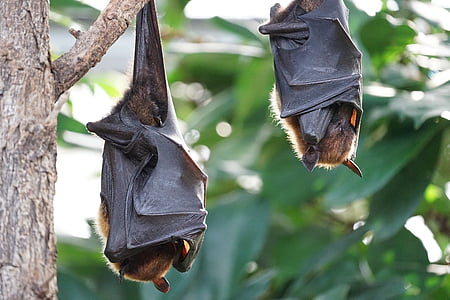 two brown bats on tree branch thumbnail