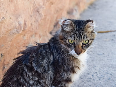 selective focus photo of a brown and black cat thumbnail