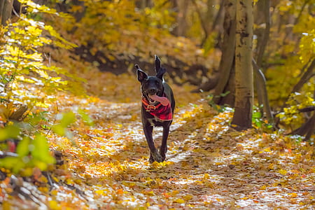 black dog running near trees thumbnail