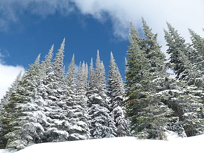 low-angle photography of snow covered pine trees during daytime thumbnail