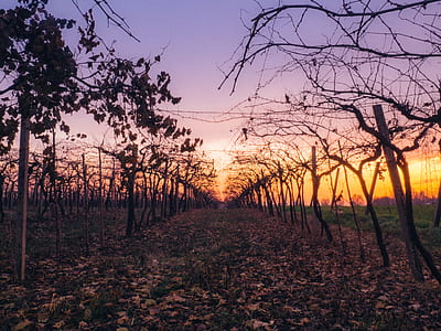 gray bare trees under blue sky at sunset thumbnail