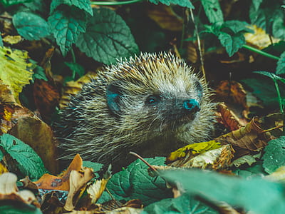selective focus photography of hedgehog on dried leaves thumbnail