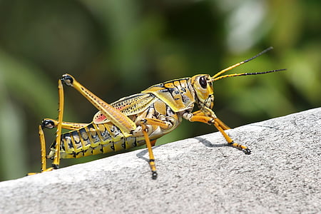 macro photo of yellow grasshopper thumbnail