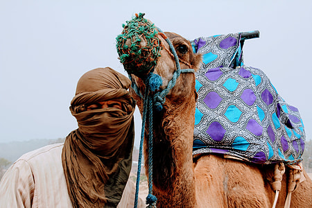 man standing beside camel thumbnail