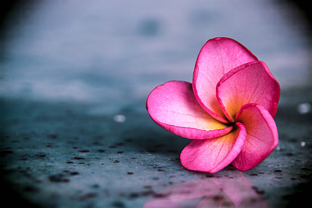selective focus photography of pink adenium flower on floor thumbnail