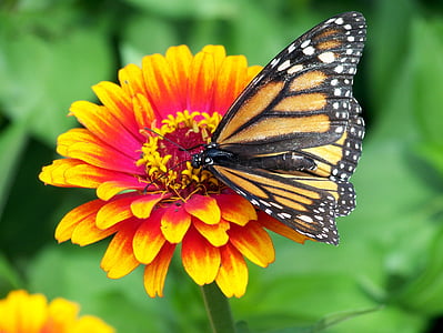 Monarch Butterfly thumbnail