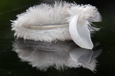 white feather thumbnail