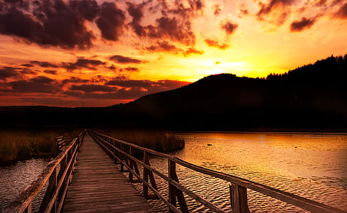 brown wooden bridge between tree thumbnail