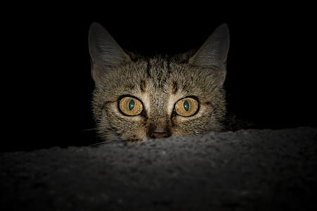 close photography of grey tabby cat thumbnail