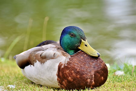 male mallard duck thumbnail