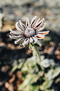 Frozen flower thumbnail