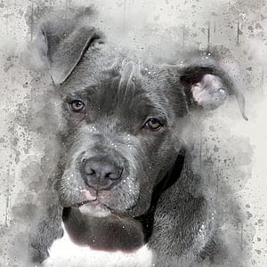 American pit bull terrier puppy painting thumbnail