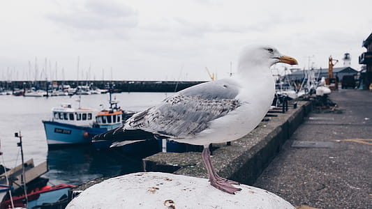 Photo of White and Gray Seagull Bird thumbnail