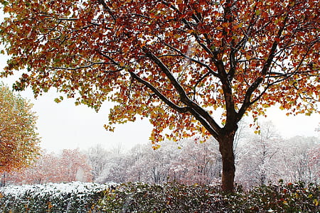 shallow focus photography of trees thumbnail