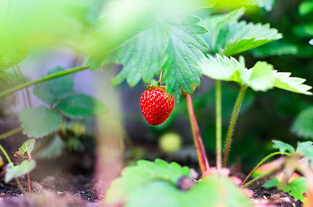 food, healthy, red, summer thumbnail