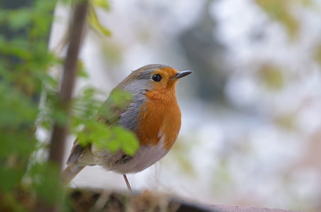 orange, white, and brown bird thumbnail