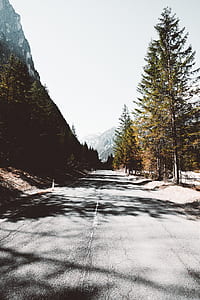 green leafed tree near road thumbnail