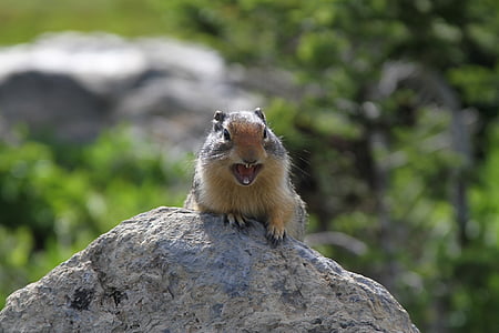 brown and gray rodent on stone thumbnail