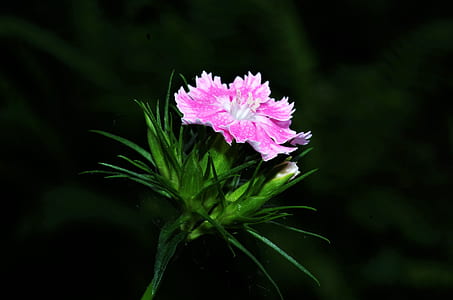 selective focus photography of pink dianthus flower thumbnail