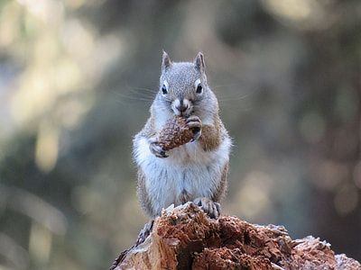 selective focus photo of gray and white squirrel on brown wood thumbnail