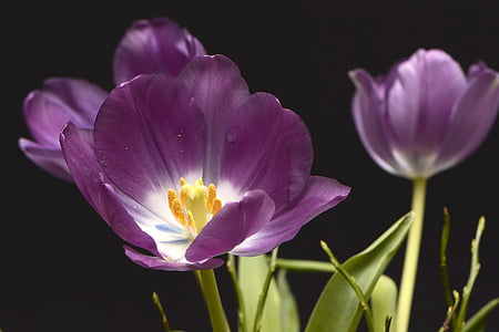 close up photography of purple tulips thumbnail