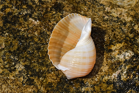 brown and white sea shell on brown surface thumbnail