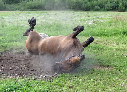 horse lying on grass thumbnail