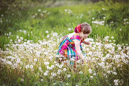 Child Picking Dandelions In Field Photo thumbnail
