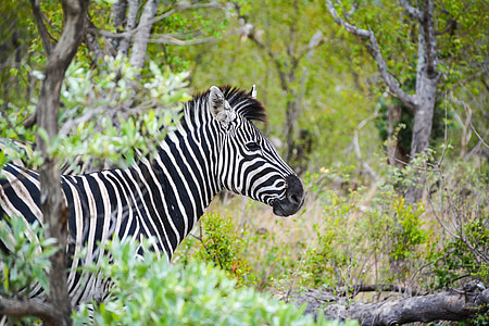 zebra standing beside trees thumbnail