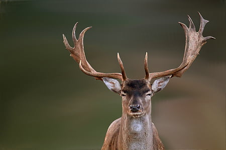 selective photo of male deer thumbnail