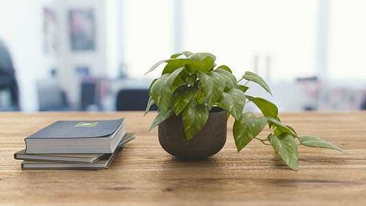 green leafed plant on pot beside three books thumbnail
