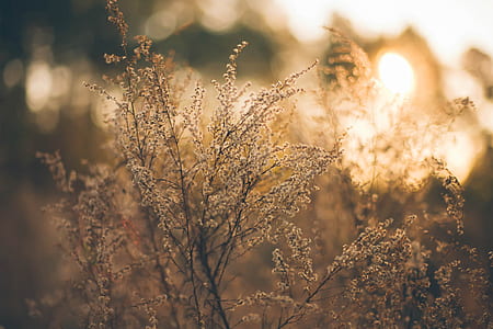 white flowers thumbnail