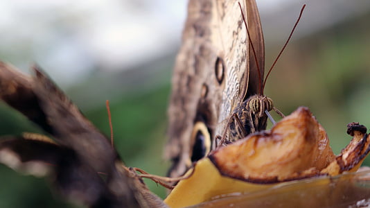 brown moth closeup photography thumbnail
