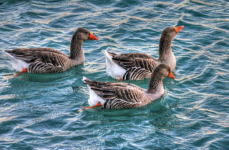 three gray ducks on water thumbnail