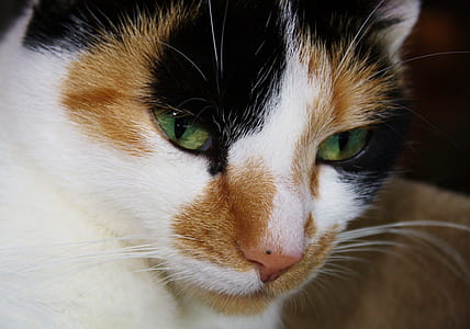 closeup photo of short-fur white, black, and brown cat thumbnail